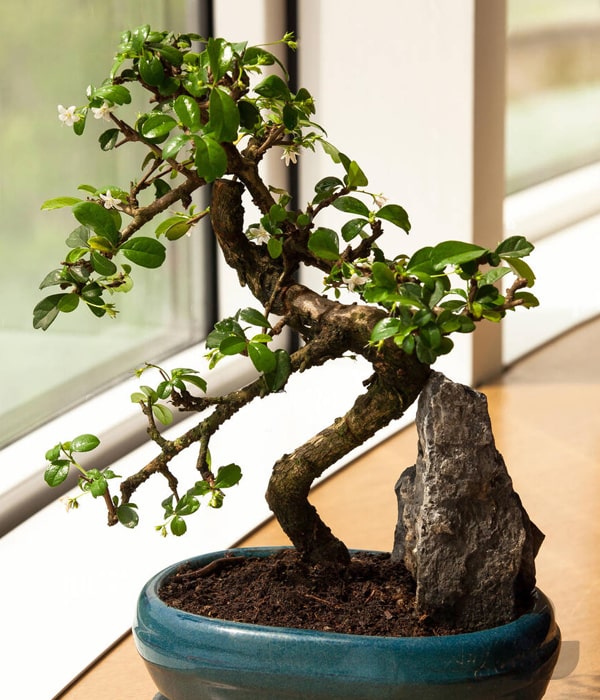 Fukien Tea (Carmona) Bonsai Care Tips