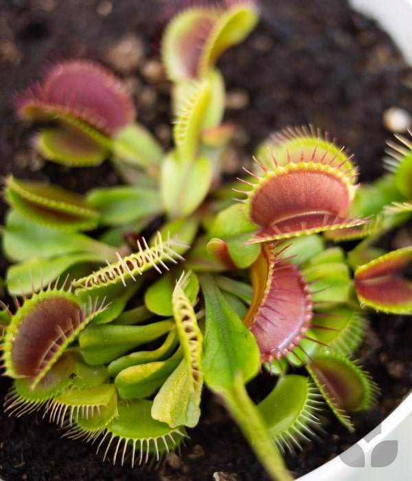 Venus Flytraps Care Tips – Nabteh.com