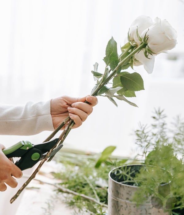 CutFlowers Care Tips