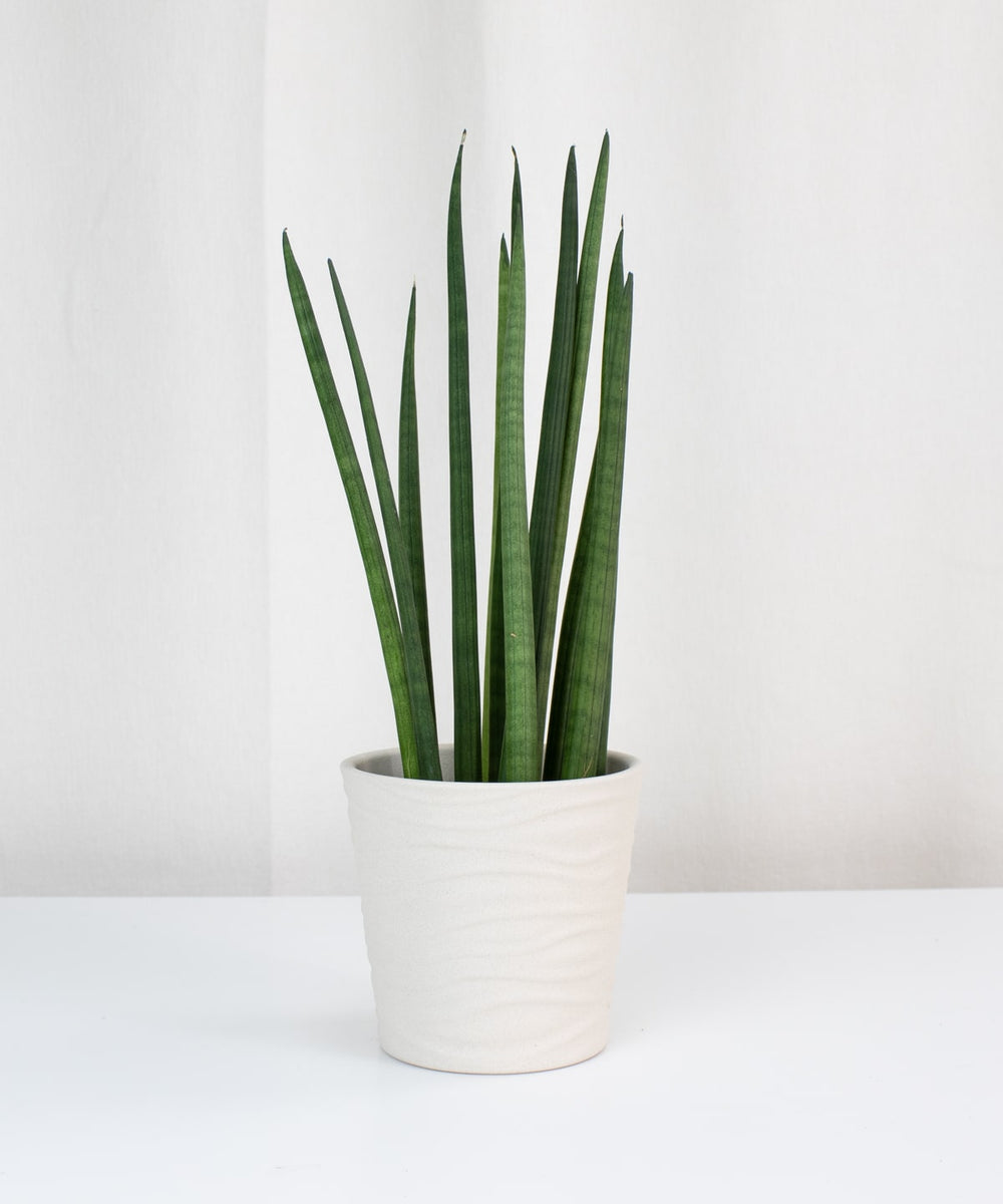 snake plant stick Snake Plant