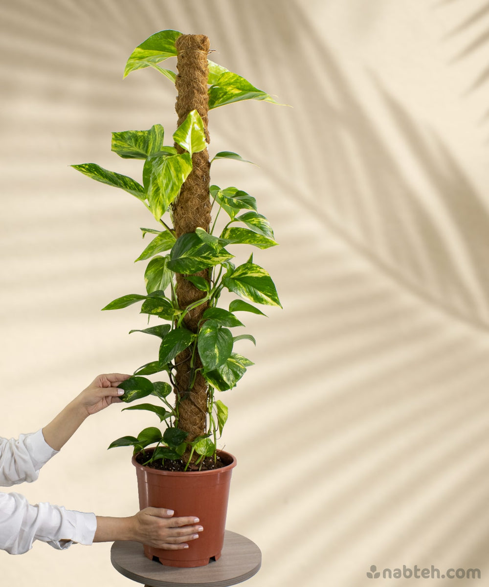 pothos peat moss Golden Pothos With Moss Pole – Nabteh.com