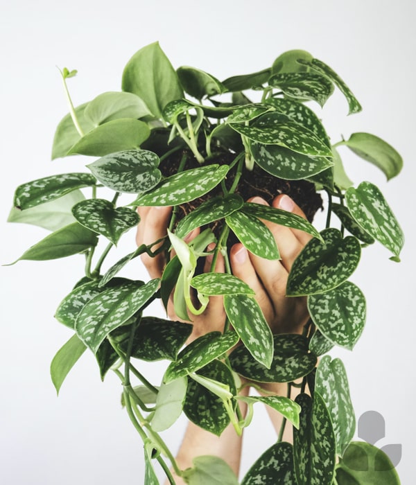 Silver Philodendron (Scindapsus) Care Tips  Nabteh.com