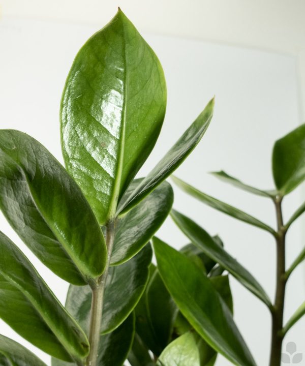 ZZ Plant (Zamioculcas) Care Tips – Nabteh.com