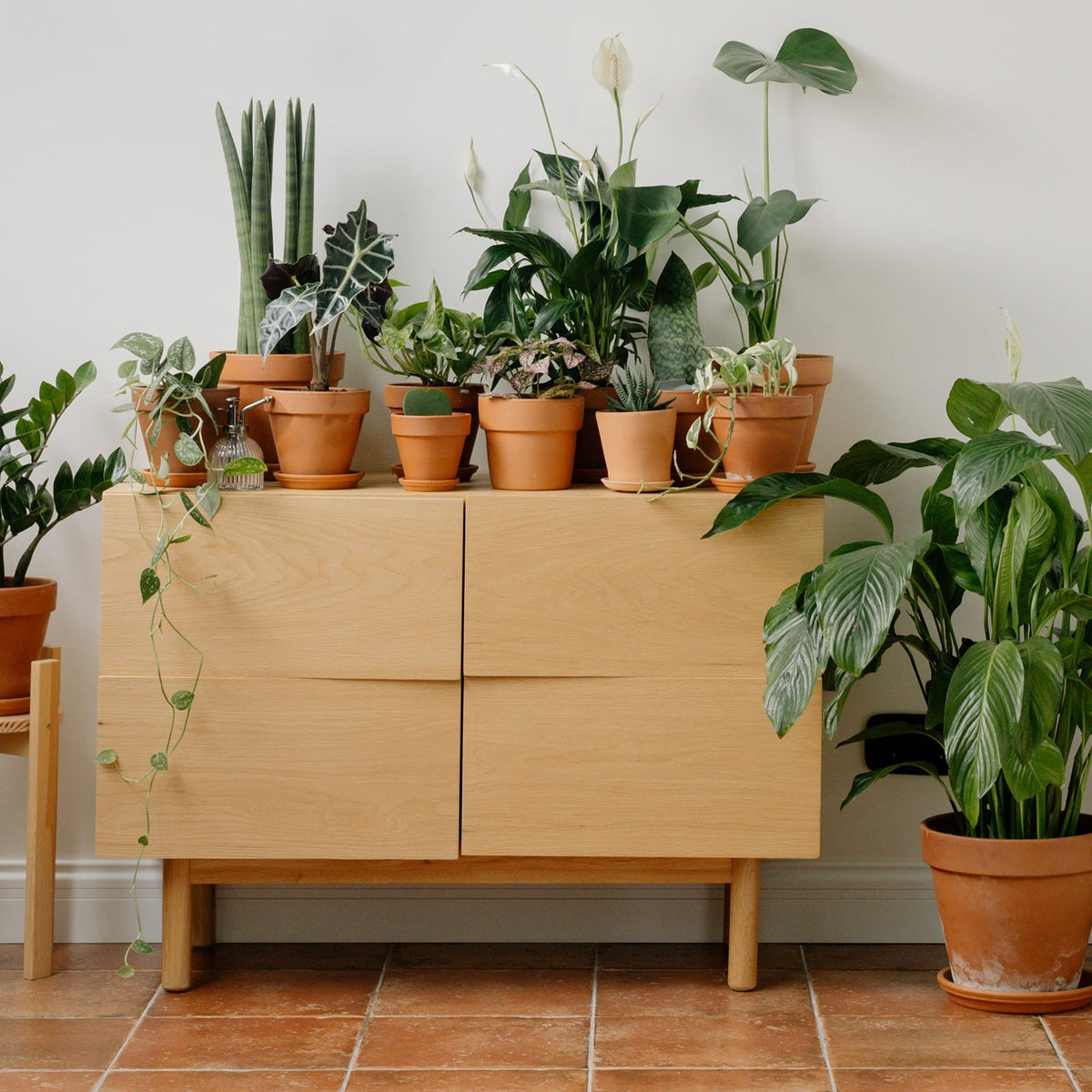 Buy Indoor Live Plants Delivered To Your Door – Nabteh.com