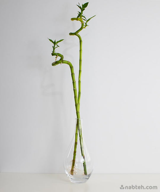 lucky bamboo vases pots Lucky Bamboo with Vase – Nabteh.com