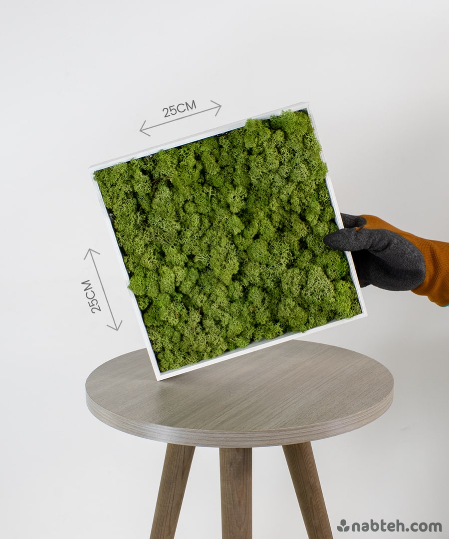 A natural preserved reindeer moss that doesn't require any maintenance can liven up any interior space.