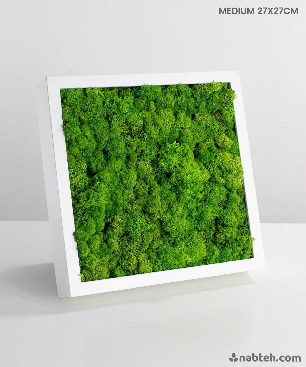 buy Preserved Moss Frame in jordan