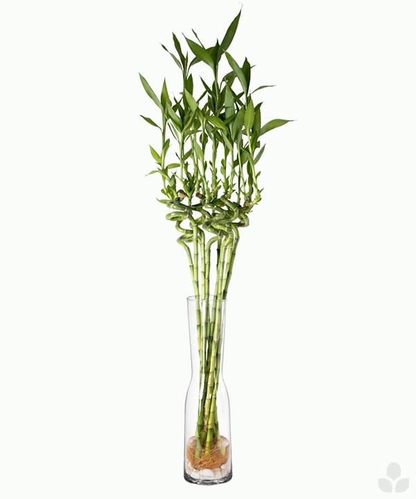 tall lucky bamboo vase Lucky Bamboo with Vase – Nabteh.com