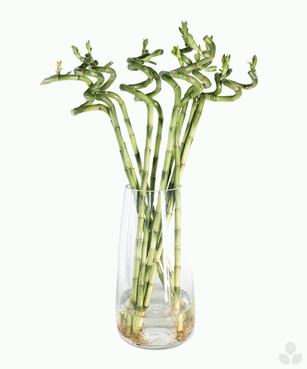 Lucky Bamboo with Vase - Nabteh.com