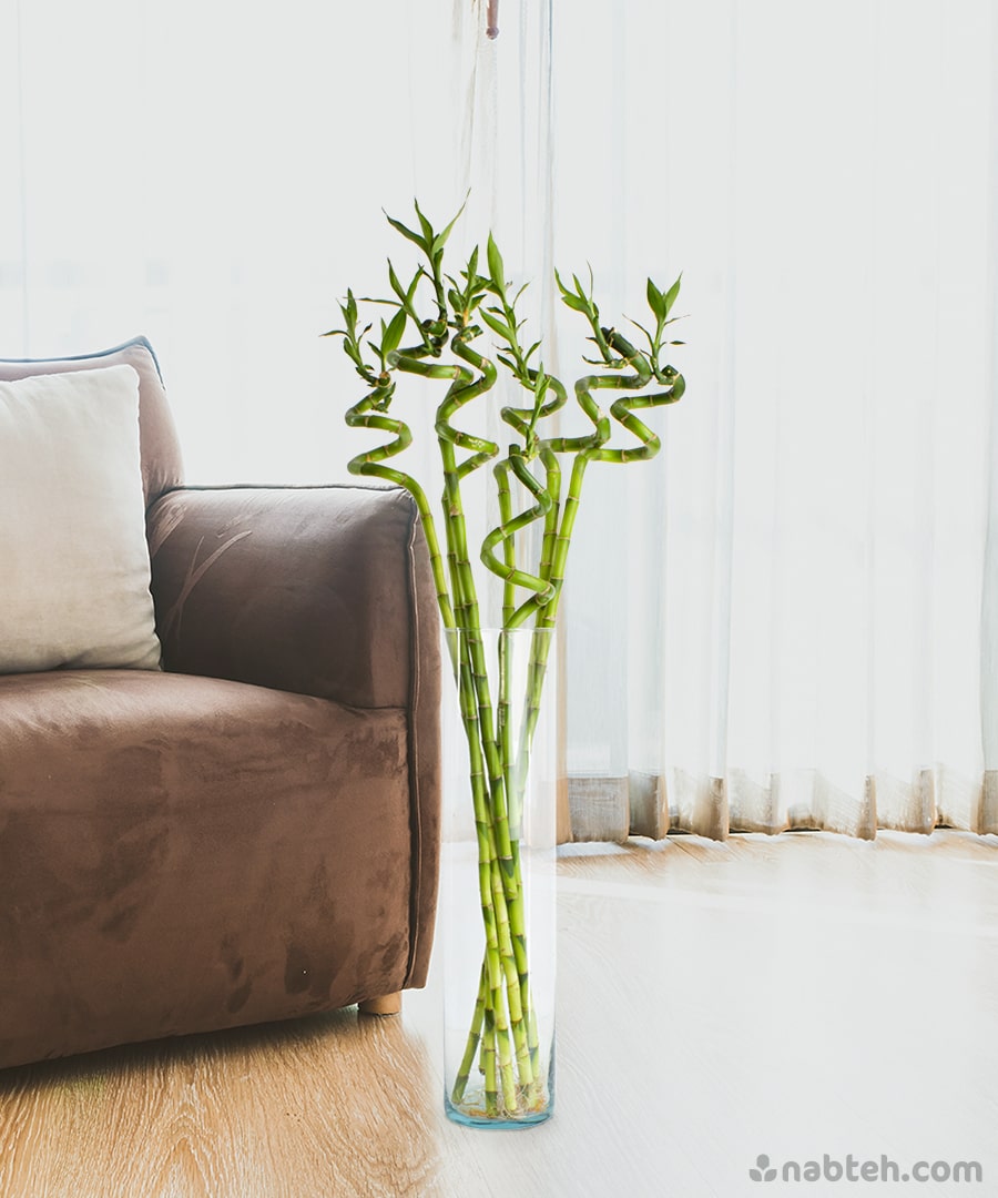 lucky bamboo vases Lucky Bamboo with Vase – Nabteh.com