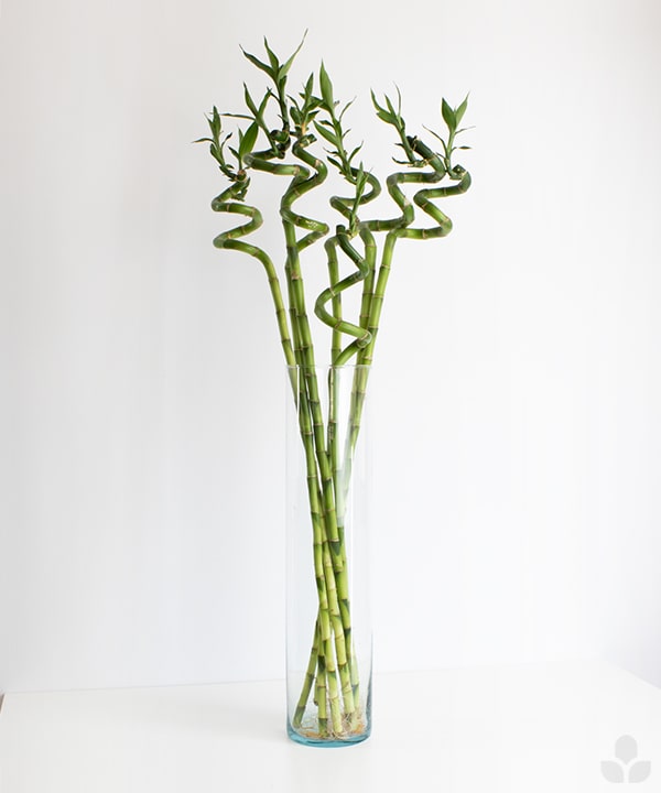 Lucky Bamboo with Vase - Nabteh.com