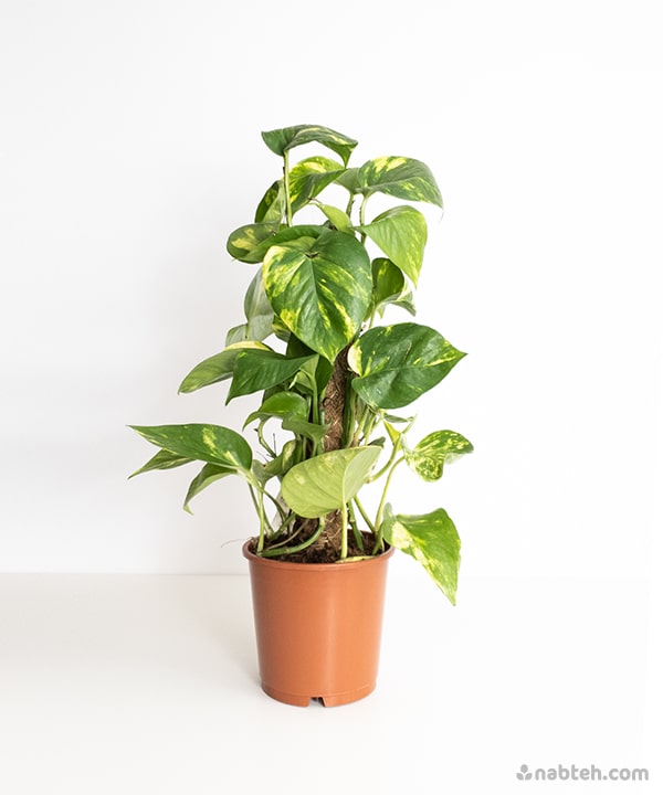 golden pothos walmart Golden Pothos With Moss Pole – Nabteh.com
