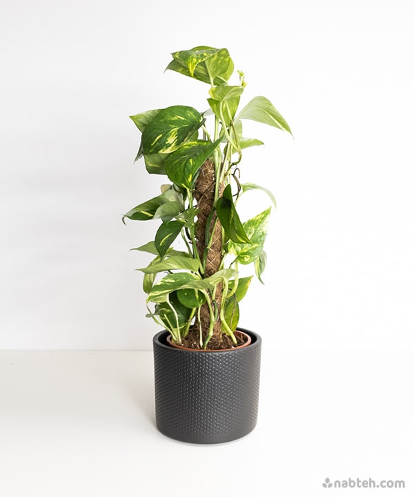 shop Golden Pothos With Moss Pole plant in amman