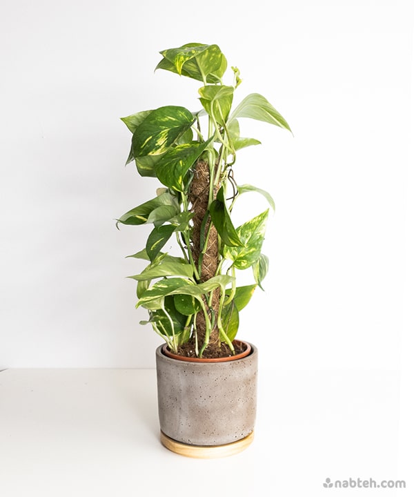 pothos with pole Golden Pothos With Moss Pole – Nabteh.com