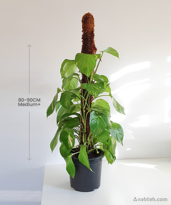 golden pothos moss pole Golden Pothos With Moss Pole – Nabteh.com