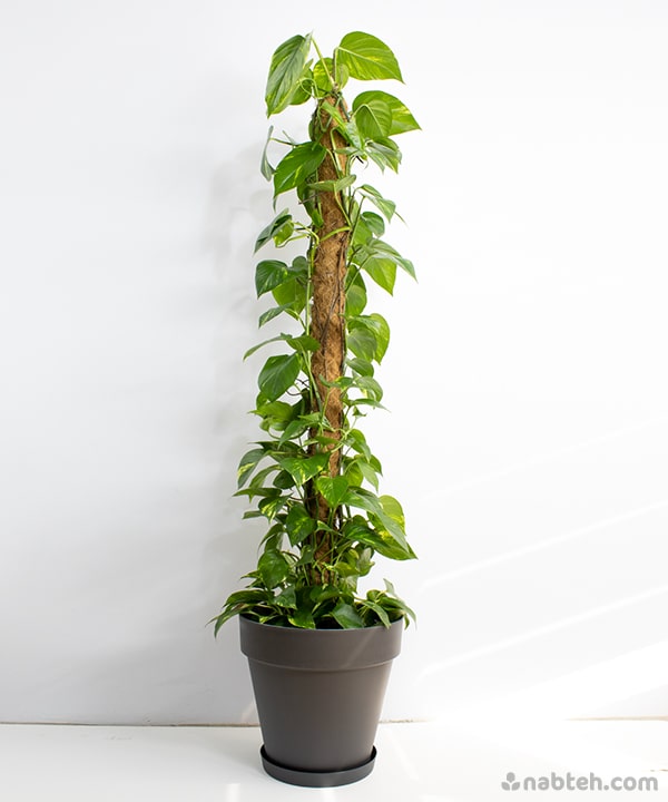 Golden Pothos With Moss Pole