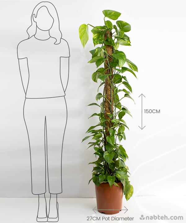 Golden Pothos With Moss Pole plant