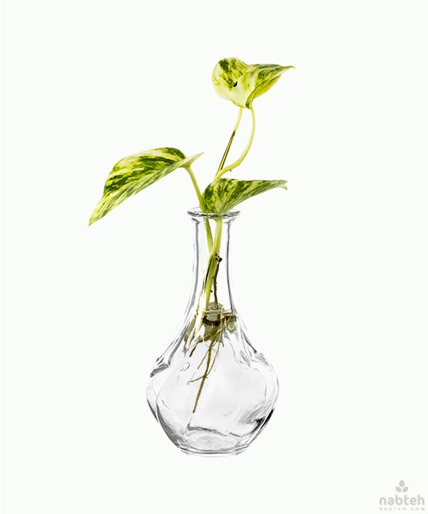 pothos cuttings for sale Pothos Cuttings Vase – Nabteh.com