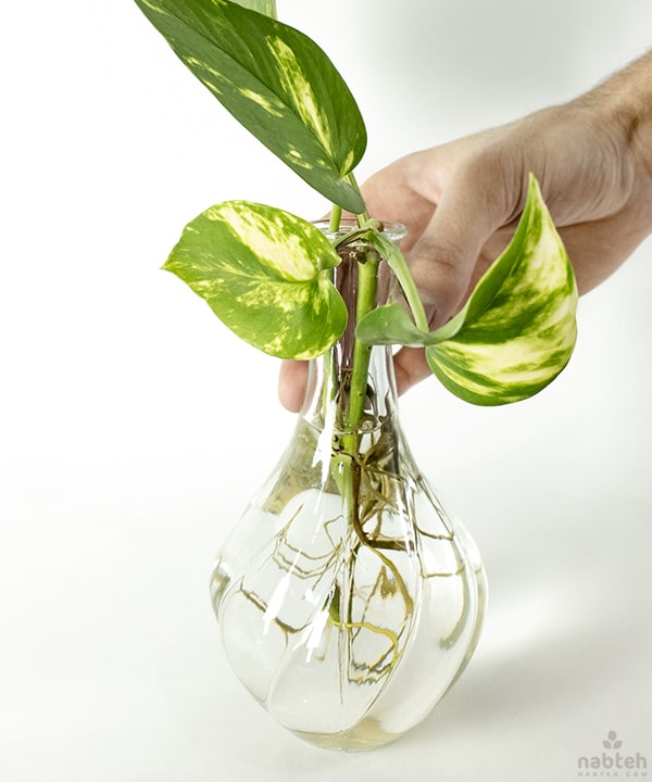 vase for pothos Pothos Cuttings Vase – Nabteh.com