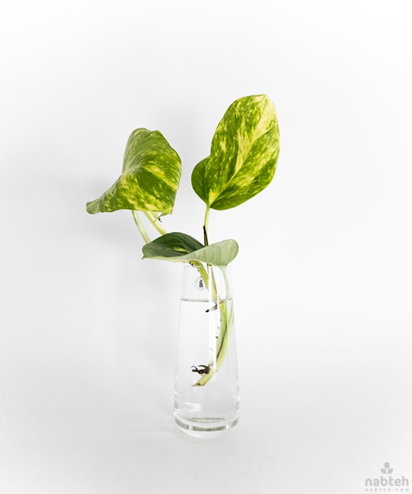 pothos cuttings for sale Pothos Cuttings Vase – Nabteh.com
