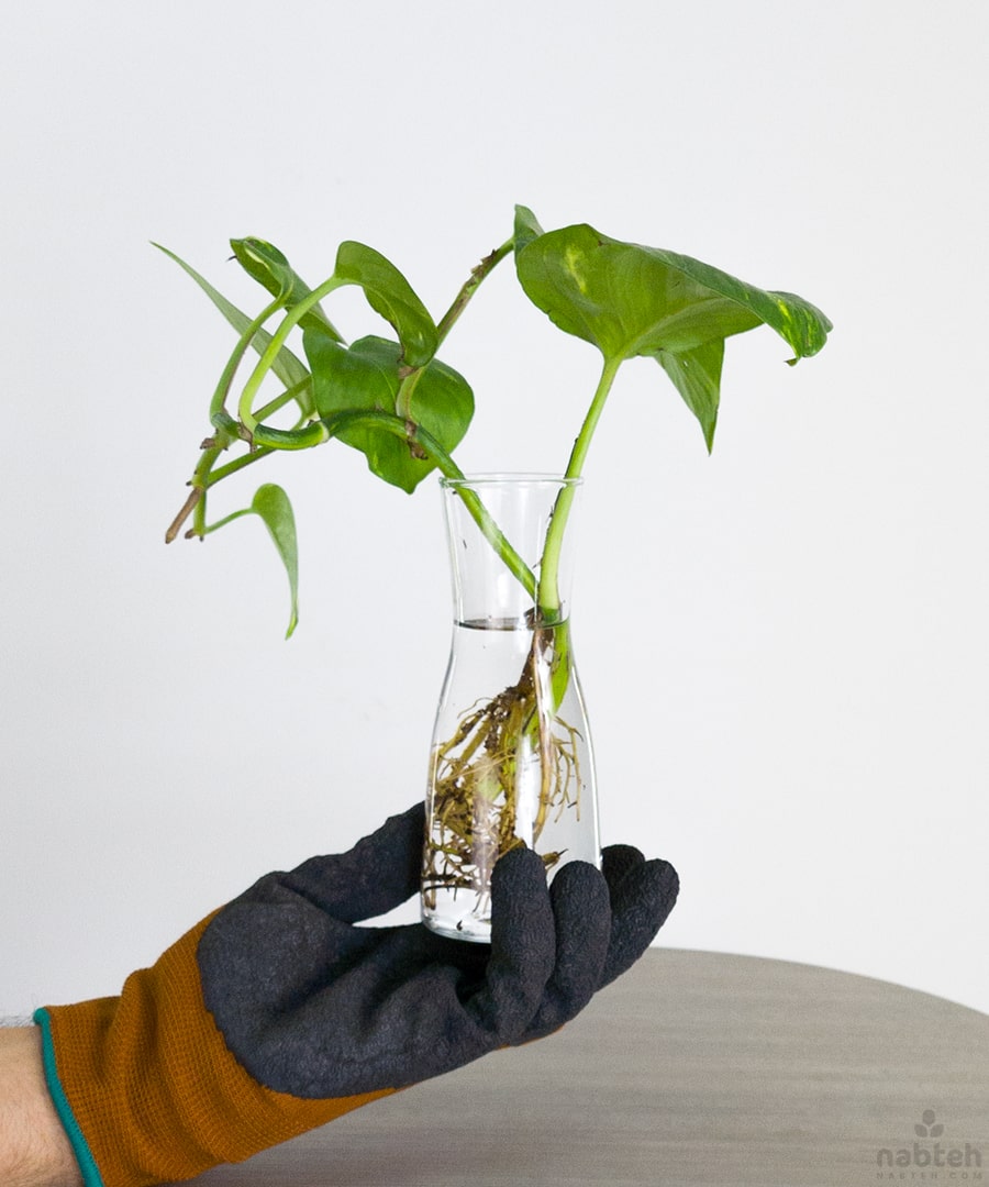 pothos in vase Pothos Cuttings Vase – Nabteh.com