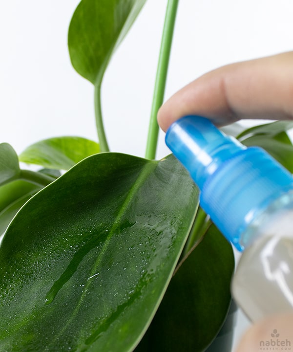 neem oil spray for plants