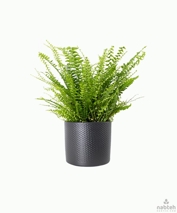 black ceramic plant pot
