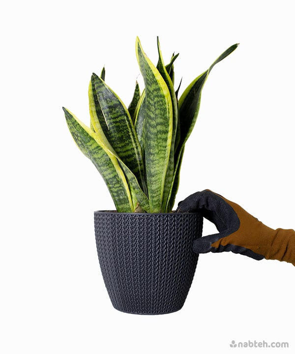 snake plant plastic pot