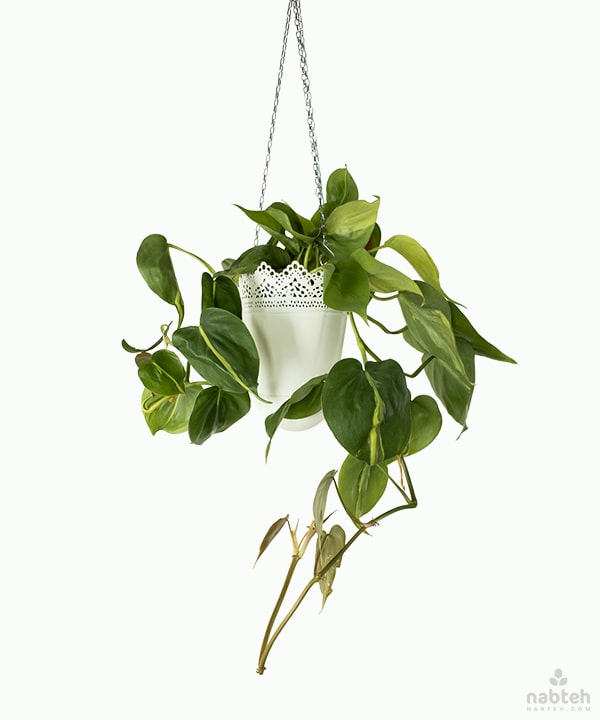 hanging Philodendron Brazil