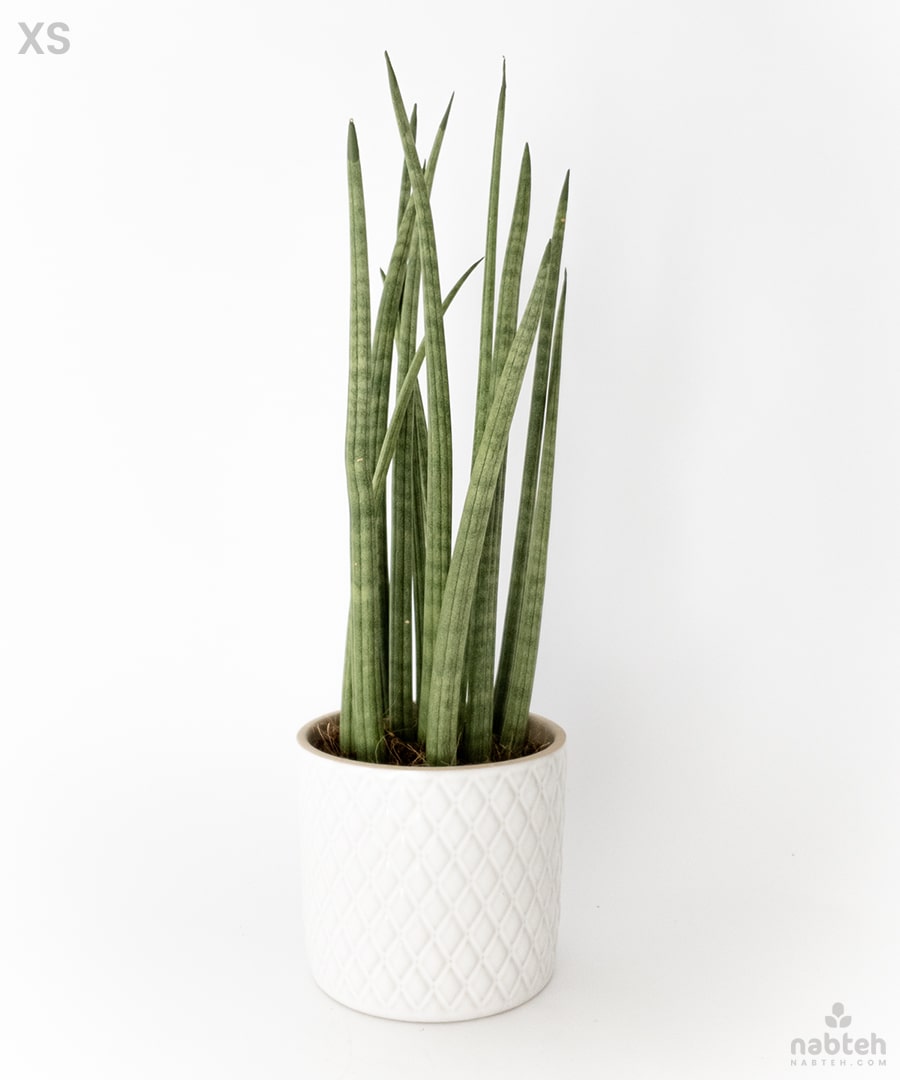 sansevieria bacularis common name Snake Plant