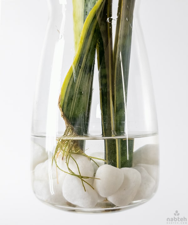 snake plant in water