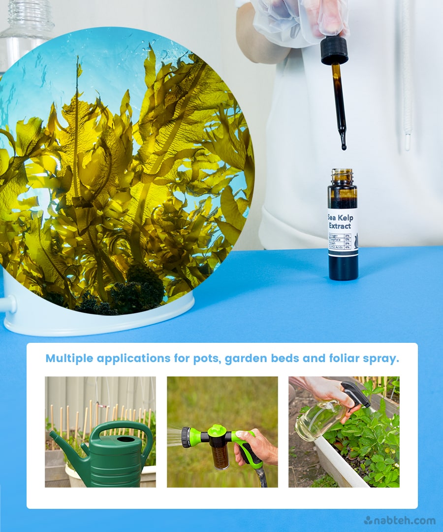 Sea Kelp Extract 8-6-8 (30ml)