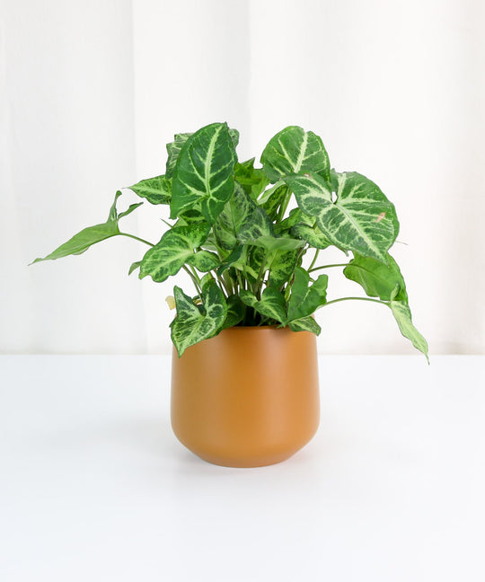 Small Caramel Ceramic Pot – Nabteh.com