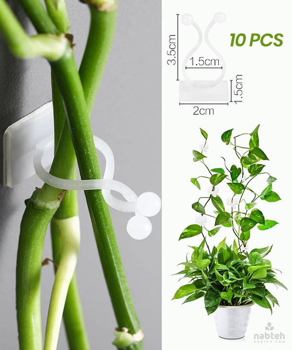 pothos plant clips Plant Climbing Wall Fixture Clips (10 PCS) – Nabteh.com