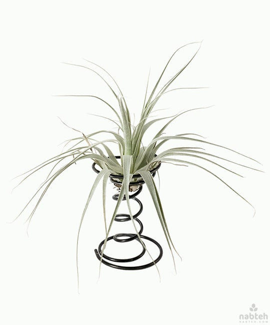 mini air plant holder Mini Spiral Air Plants Holder – Nabteh.com