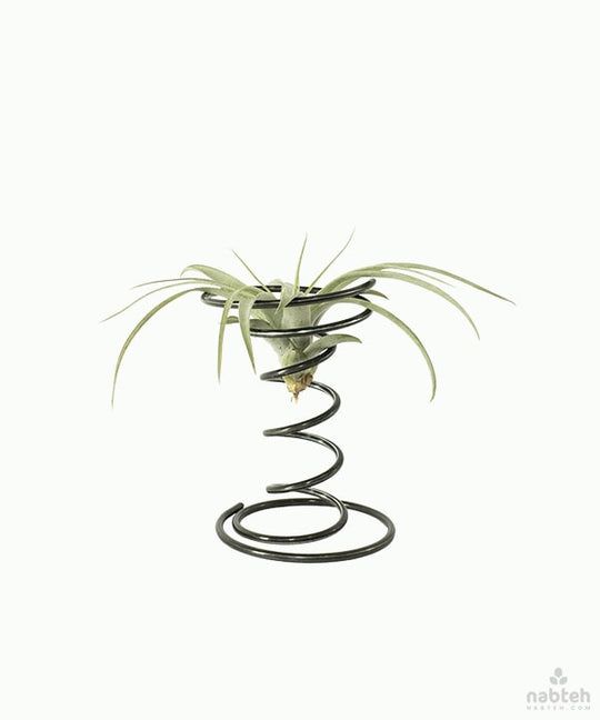 Mini Spiral Air Plants Holder
